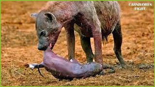 30 Heartbreaking Moments of Newborn Animals Being Attacked by Bloodthirsty Hyenas, What Happen Next?