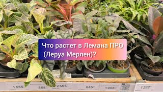 Обзор растений в Леруа Мерлен, 21.09.24 Троицк, Москва. Алоказии по 500р!