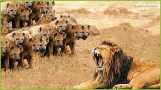 30 Tragic Fate! Old Lion Becomes Hyena's Prey on Unlucky Last Hunt | Animal Fight