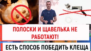 Полоски и сублиматор не работают! Как убить клеща.