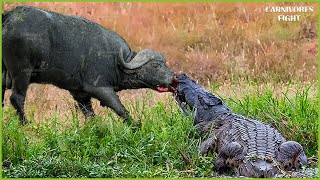 30 Tragic Moments Giant Nile Crocodile Attacks and Rips Wild Buffalo's Mouth | Crocodile Documentary