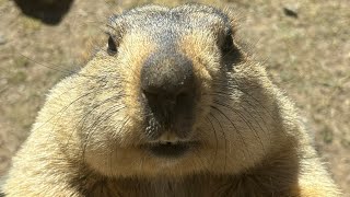 Chubby Himalayan Marmot Nibbles Delicious Cookies at Its Burrow!