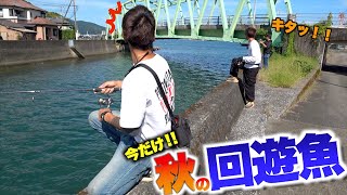 堤防から秋の回遊魚をルアーで釣りまくる！？