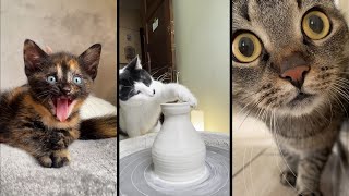 Funny and cute CATS 🐱Videos🔶 Сompilation # 41🔶