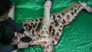 JetCreations' Lifelike Giraffe Inflatable Animals