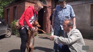 Тестирование собак для допуска в племенное разведение проводит Клуб собаководства «Элита»