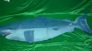 Shark Lifelike Inflatable by Jet Creations