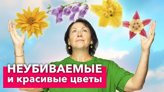 ПОСАДИЛ И ЗАБЫЛ! 10 изумительно красивых и неприхотливых многолетних растений для вашего сада