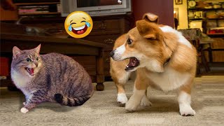 Funny Cats and Dogs Videos 😹🐶 Try Not To Laugh Funny Cats and Dogs Videos 2024 🤣